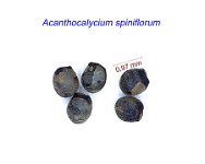 Acanthocalycium spiniflorum.jpg